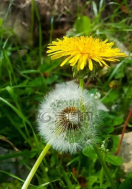 性質(zhì),植物,花