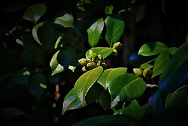 粳稻芽,樹,粳稻