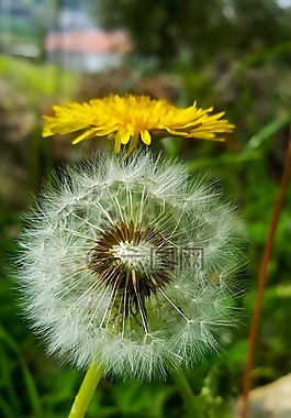 性質(zhì),植物,蒲公英