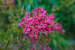 開(kāi)花,粉紅色,關(guān)閉