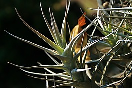 真菌植物,植物,根