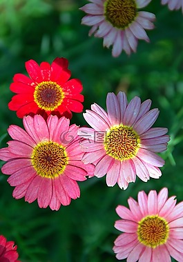 花卉,夏天花,花瓣