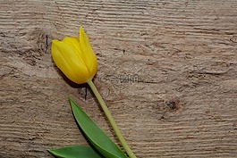 郁金香,花,schnittblume