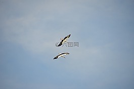 鸛,鳥類,動物