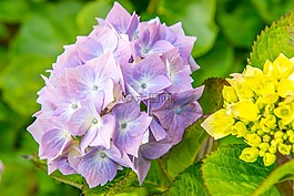绣球,花,蓝色