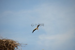 鸛,鳥,動物