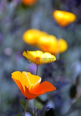 黃色花,夏季,花卉