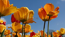 郁金香,春天,花園