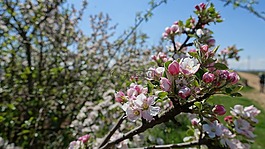 蘋果花,春天,開花