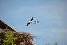 鸛,鳥,動物