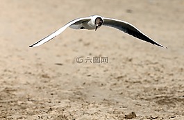 方法,海灘,緩解
