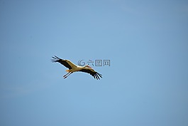 鸛,鳥,動物