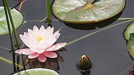 莲花,百合垫,百合