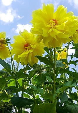 性質(zhì),花,植物
