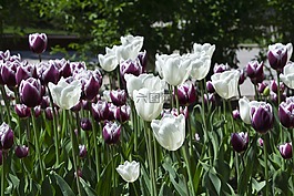 郁金香,鮮花,性質(zhì)