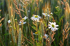 雛菊,茼蒿花,法蘭西菊