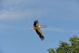 鸛,鳥(niǎo),動(dòng)物