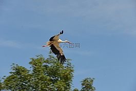 鸛,鳥(niǎo),動(dòng)物
