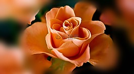 玫瑰,開花,花