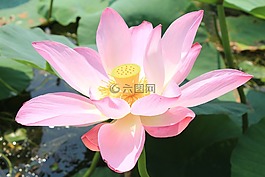 白洋淀,水,池塘