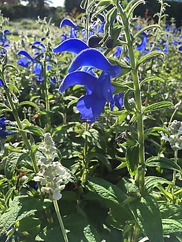 藍(lán)色,花,自然