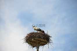 storchennest,鸟巢,鹳