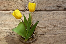 郁金香,花瓶,木