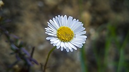 性質(zhì),植物,花