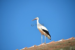 鸛,鳥,動物
