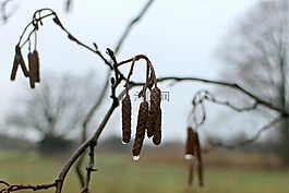 榛子,種子,芽