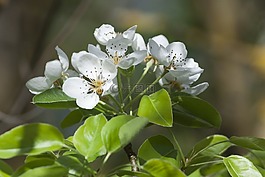 鮮花,白,春