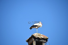 鸛,鳥,動(dòng)物