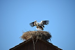 storchennest,鸟巢,鹳