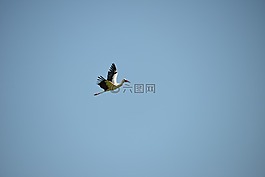 鸛,飛行,鳥