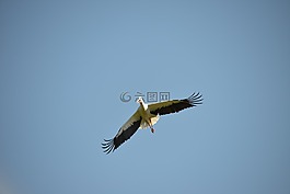 飛,鸛,鳥(niǎo)