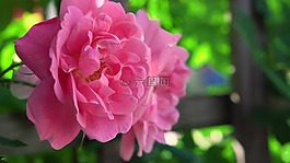花,自然,植物區(qū)系