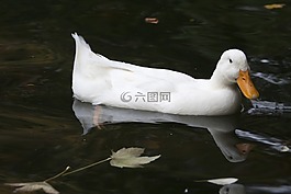 鴨,白,池塘