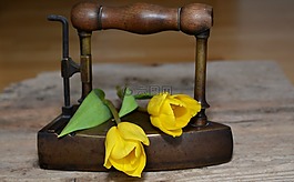 郁金香,鮮花,黃色