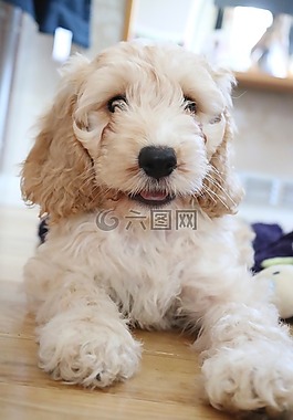 cockapoo,小狗,狗