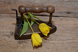 郁金香,花,schnittblume