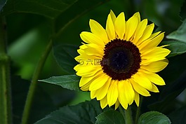 太陽花,黃色,開花