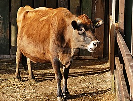 動物,牛,農(nóng)場