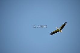 鸛,鳥,動物