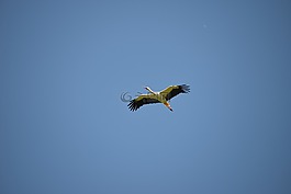 鸛,鳥,動(dòng)物