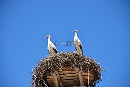 storchennest,鸟巢,鹳