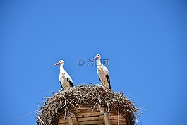 storchennest,鸟巢,鹳
