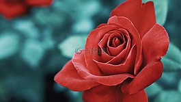 花,玫瑰,花瓣