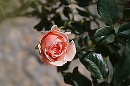 玫瑰,玫瑰花蕾,美
