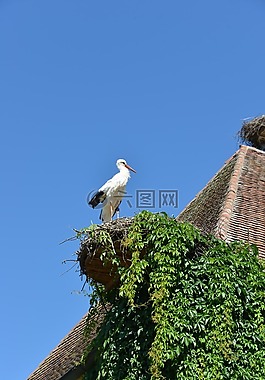 鸛,鳥(niǎo),動(dòng)物