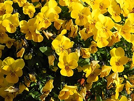 鮮花,花,黃色